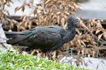 Ibis skalní v pražské zoologické zahradě.