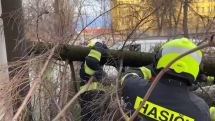 Hasiči v Praze odstraňují strom, který spadl na auto