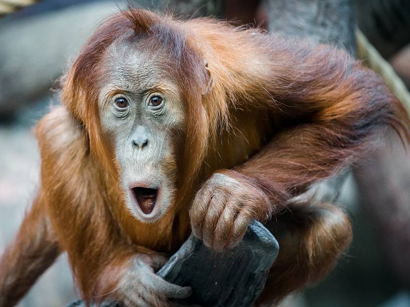 Orangutaní samička Diri jako by už vyhlížela oslavu svých narozenin.