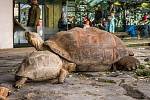 Modrý s nejstarším obyvatel zoo Praha- samcem želvy sloní, Eberhardem.