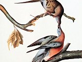 Pár holubů stěhovavých na ilustraci Johna Jamese Audubona (1785 - 1851). Ve skutečnosti při zobáčkování seděli samec a samice vedle sebe na jedné větvi.