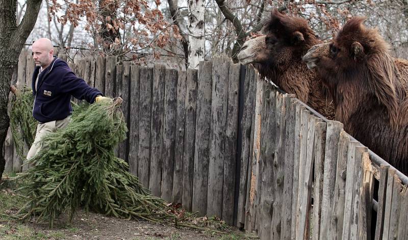 Krmení zubrů, velbloudů a slonů vánočními stromky včetně stromu ze Staroměstského náměstí v pražské zoo.