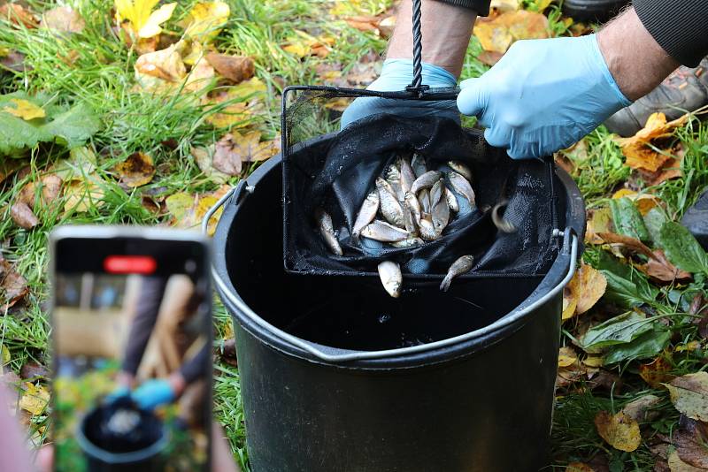 Malí karasové obecní před vypuštěním do rybníka U Kamenného stolu v pražské Vinoři.