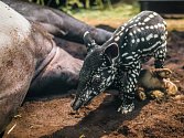 Nápadný chobůtek používají tapíři podobně jako sloni - k trhání rostlinné potravy, jako orgán jemného čichu i k dýchání při pobytu ve vodě a bažinách.
