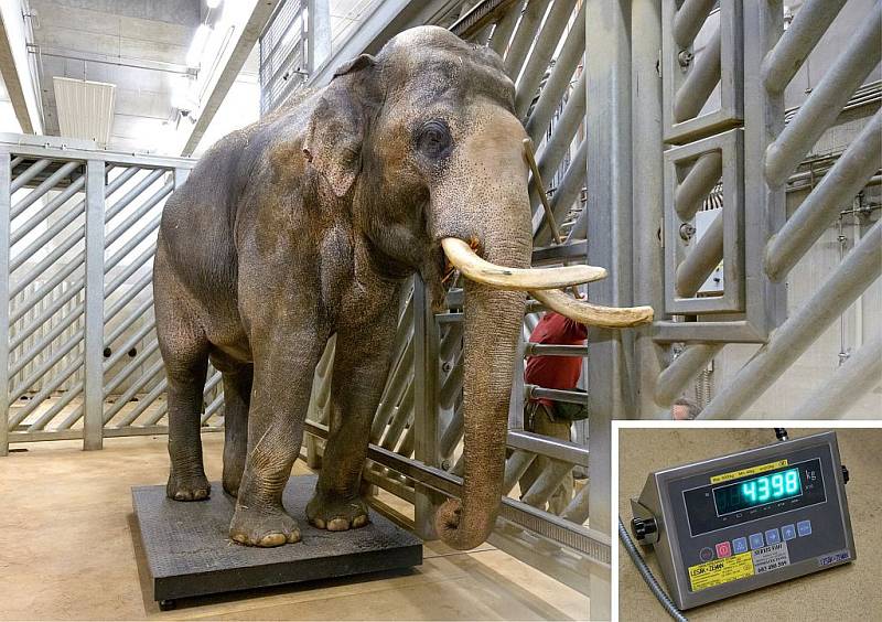 Zoo Praha se připravuje na narození dalších dvou slůňat, která by se měla narodit patrně v březnu. Otcem očekávaných slůňat je Ankhor, původem z Barmy. Ten momentálně váží 4 398 kg.