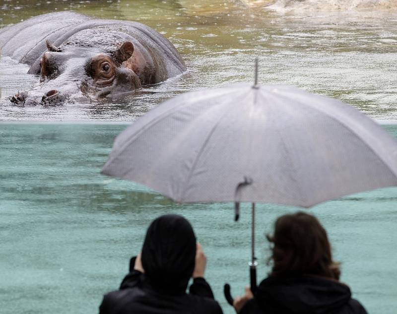 Výběh hrochů v pražské zoo. 