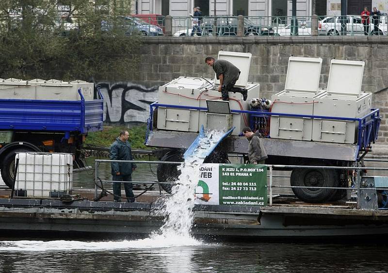 Do Vltavy proudí pstruzy. Mnoho z deseti tisíc ryb svou životní pouť zakončí o víkendu na prutech muškařů.