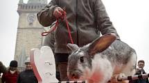 Soutěž s živými králíky, kteří skákali přes překážky proběhla v rámci Dne rekordů a kuriozit 27. března na pražském Staroměstském náměstí