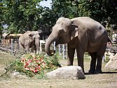 Pražská oslavila 21. července 80 let od příchodu prvního slona. Sloni dostaly dort s melouny.
