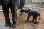 Dvoudenní mládě si mohli 9. října prohlédnout novináři v pražské zoologické zahradě.