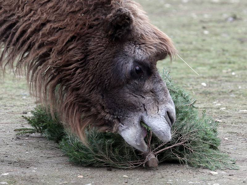 Krmení zubrů, velbloudů a slonů vánočními stromky včetně stromu ze Staroměstského náměstí v pražské zoo.