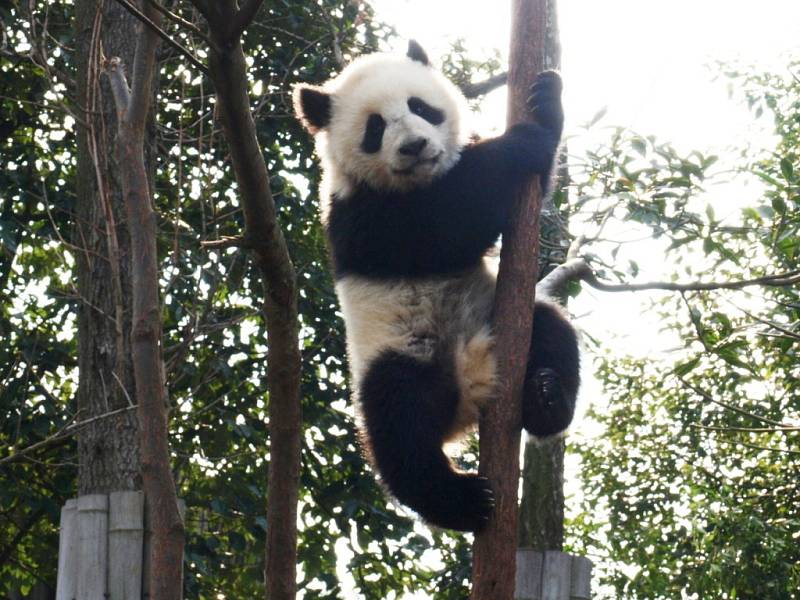 Panda velká v sečuánském Čchengtu.