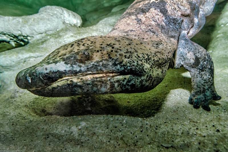 Velemlokárium s velemloky čínskými v pražské zoologické zahradě.