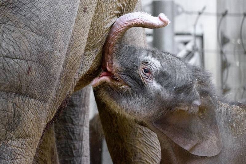 Slůně již záhy po porodu začalo pít mateřské mléko