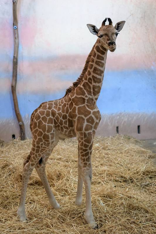 Chovatelé Zoo Praha už znají také výšku žirafího samečka narozeného 13. února. Měří 190 cm, stejně jako vrchní chovatel Jaromír Plný.