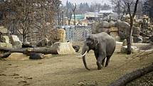 Sloni v přažské zoo dostali nový pavilon