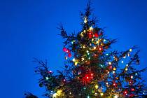 Tradiční vánoční strom se v Zoo Praha rozsvítí v neděli 27.11.