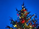 Tradiční vánoční strom se v Zoo Praha rozsvítí v neděli 27.11.