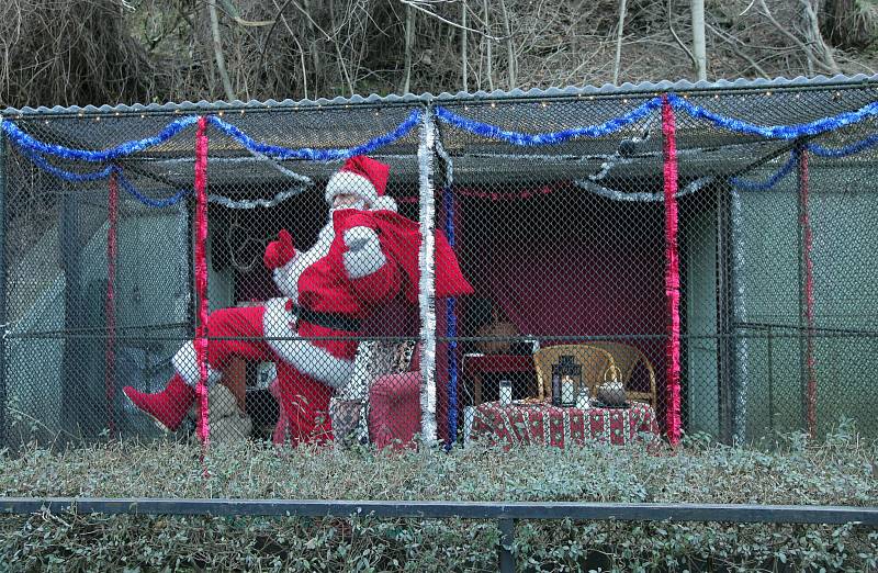 Představení vánoční expozice Santa Clausů v Zoo Praha.