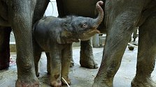 V sobotu 9. května se narodila slonici Janitě z pražské zoo zdravá dcera.