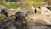 Prázdninové krmení například želv obrovských a slonů v ZOO Praha dýněmi.