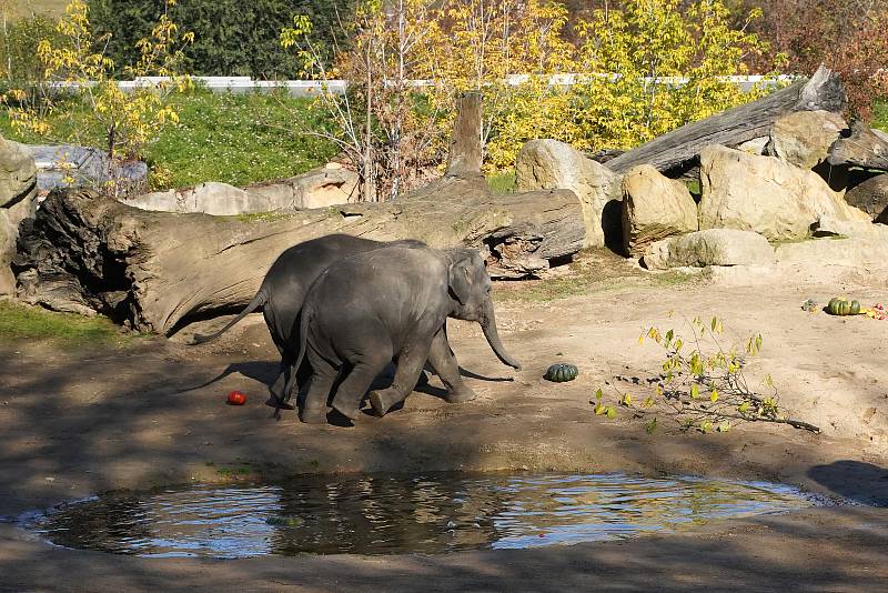 Prázdninové krmení například želv obrovských a slonů v ZOO Praha dýněmi.