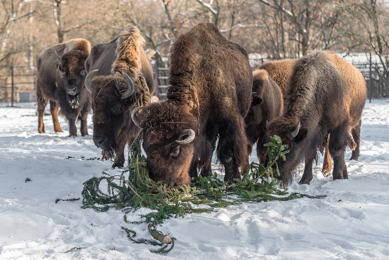 Ani silný mráz nezabránil bizonům, aby si pochutnali na větvích z vánočního smrku ze Staroměstského náměstí. 