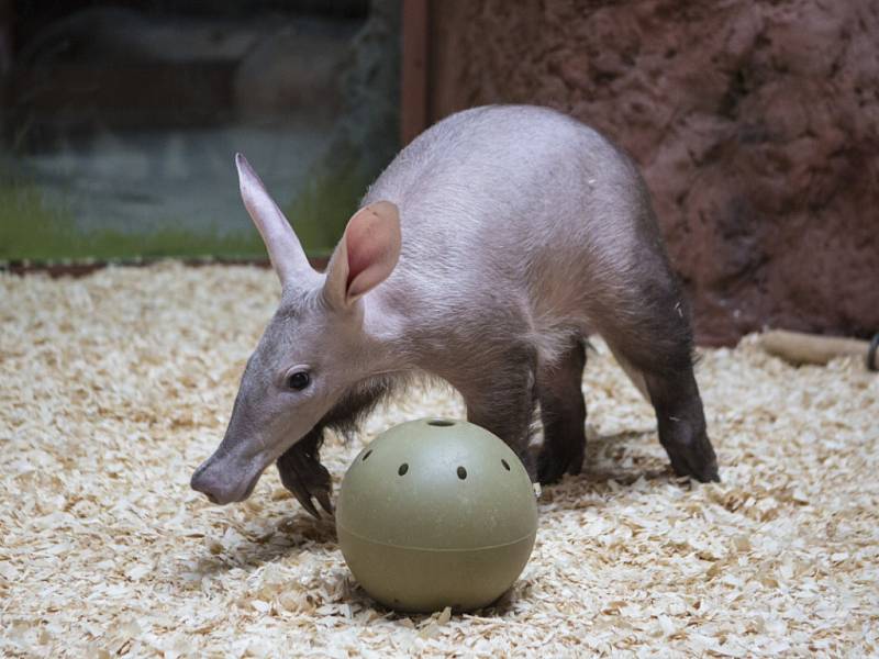 Hrabáčice Nyota oslaví v neděli své první narozeniny a popřát jí do pražské zoo přijde i herec Miroslav Táborský.