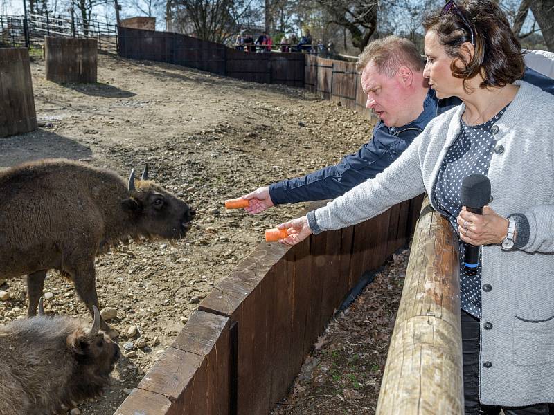 Zoo Praha se podílí na návratu zubrů na Kavkaz. S mladou samicí Prťkou se rozloučili její kmotři, herci Veronika Freimanová a Václav Kopta.