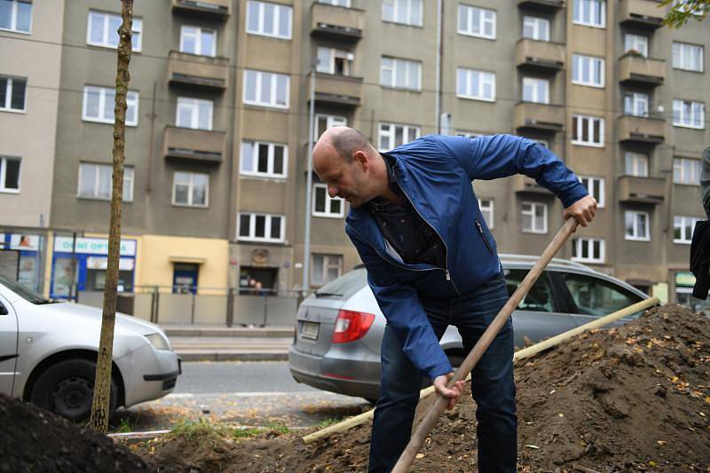 Sázení stromů v Sokolovské ulici.