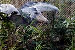 Nová expozice Ptačí mokřady, jejichž hlavní raritou jsou dva páry člunozobců afrických, kterých žije po zoologických zahradách po celém světě pouze kolem čtyřiceti jedinců. 