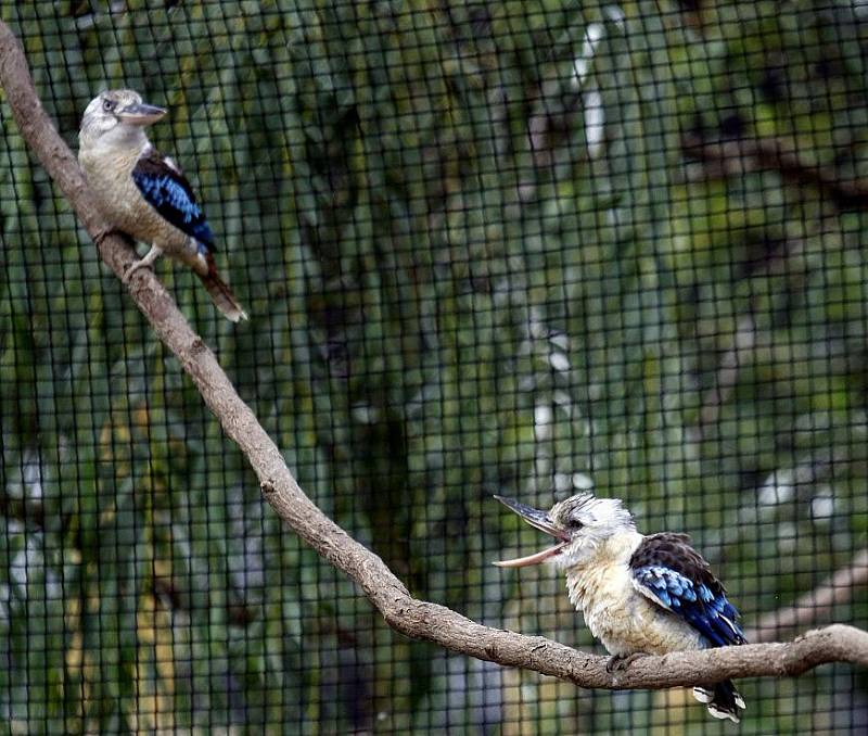 Nová expozice Ptačí mokřady, jejichž hlavní raritou jsou dva páry člunozobců afrických, kterých žije po zoologických zahradách po celém světě pouze kolem čtyřiceti jedinců. Na snímku Ledňák modrokřídlý.