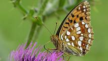 SPOKOJENÝ PRAŽAN. V metropoli se motýlům daří lépe než ve volné přírodě. Na snímku je perleťovec prostřední (Argynnis adippe).