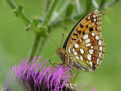 SPOKOJENÝ PRAŽAN. V metropoli se motýlům daří lépe než ve volné přírodě. Na snímku je perleťovec prostřední (Argynnis adippe).