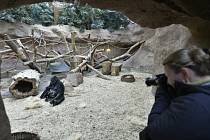 Pavilon goril v Zoo Praha. Ilustrační foto. 