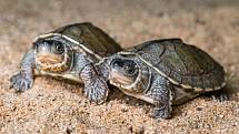 Samci želvy Smithovy jsou oproti samicím poloviční a mají střechovitě zdvižený krunýř. Právě podle tohoto znaku u posledních mláďat chovatelé Zoo Praha poznali, že byla jejich snaha úspěšná a podařilo se odchovat právě samce.