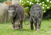 Pražské sloní „princezny“ na snímku z konce května. Vlevo ani ne třítýdenní Amalee, vpravo dvouměsíční Lakuna.