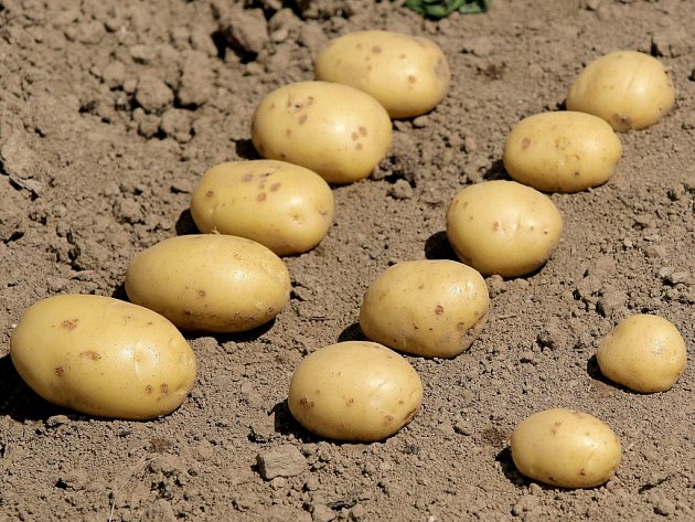 Sázení brambor v Česku zdržují deště, na Vysočině ještě skoro nezačalo