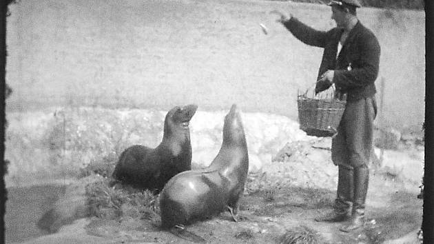 Lachtani Batul a Hýta, které pražské zoo věnoval Vlasta Burian. Záběr musel být pořízen mezi 10. červencem 1934, kdy byli oba lachtani přivezeni, a 15. říjnem 1935, kdy Batul uhynul