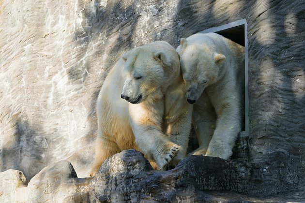 Noví obyvatelé v Zoo Praha: Do zahrady přicestovala dvojčata ledních medvědů