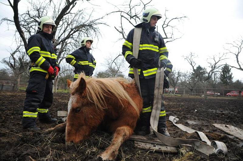 Postavit koně na nohy vlastními silami se hasičům nepodařilo. Došlo tedy na použití techniky.