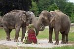 Slonice Gulab oslavila v Zoo Praha šedesáté narozeniny.