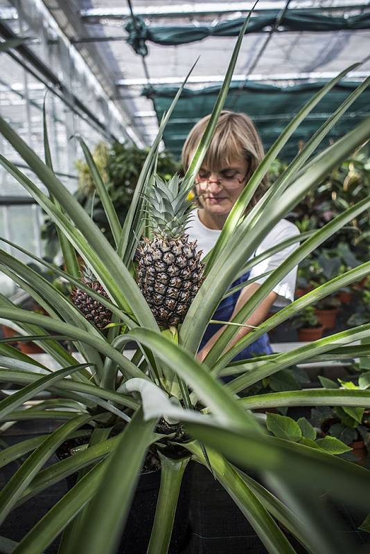 Produkční zahrady Pražského hradu se opět po roce otevřenou veřejnosti. Na snímku ananas.