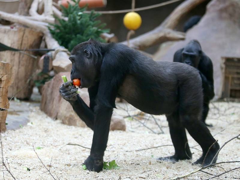 Krmení goril v pražské zoologické zahradě nevyužitými vánočními stromky a krmivem od návštěvníků.