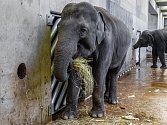 Janita je v očekávání vůbec poprvé, březost trvá u slonic 22 měsíců.