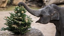 V pražské zoo se můžete zasmát u netradičního krmení. Děti po dobu vánočních svátků pouze za 1 korunu!