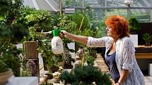 Výstava bonsají začala 23. srpna v botanické zahradě na Slupi v Praze. 