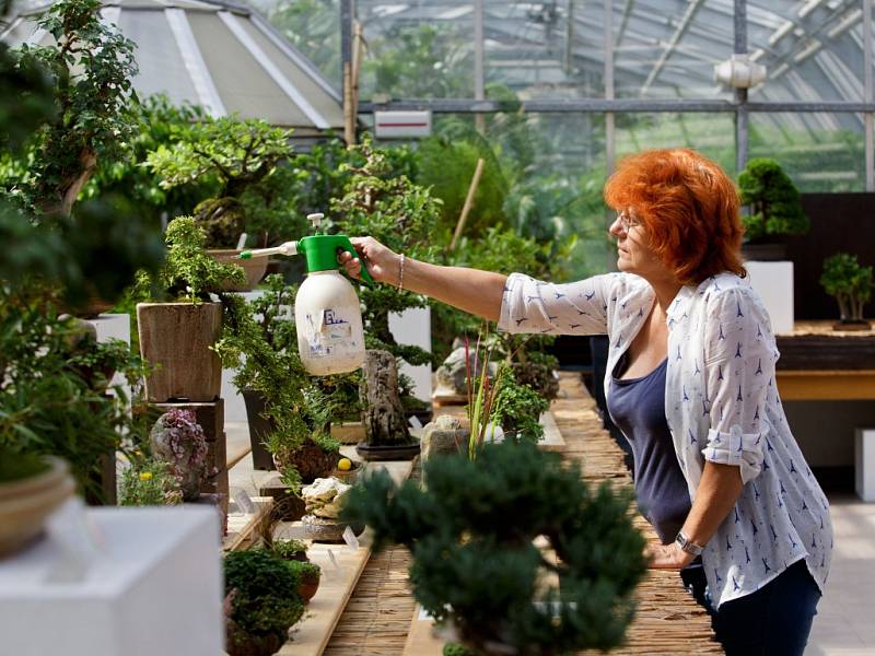 Výstava bonsají začala 23. srpna v botanické zahradě na Slupi v Praze. 