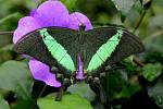 Exotický motýl Papilio palinurus.