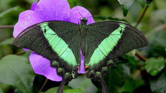 Než se dostanou motýli do skleníku Fata Morgana, urazí téměř 1200 kilometrů  - Benešovský deník